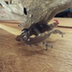 Illustration for article titled Monster Hunter 4 Ultimate CE: Unboxing!!